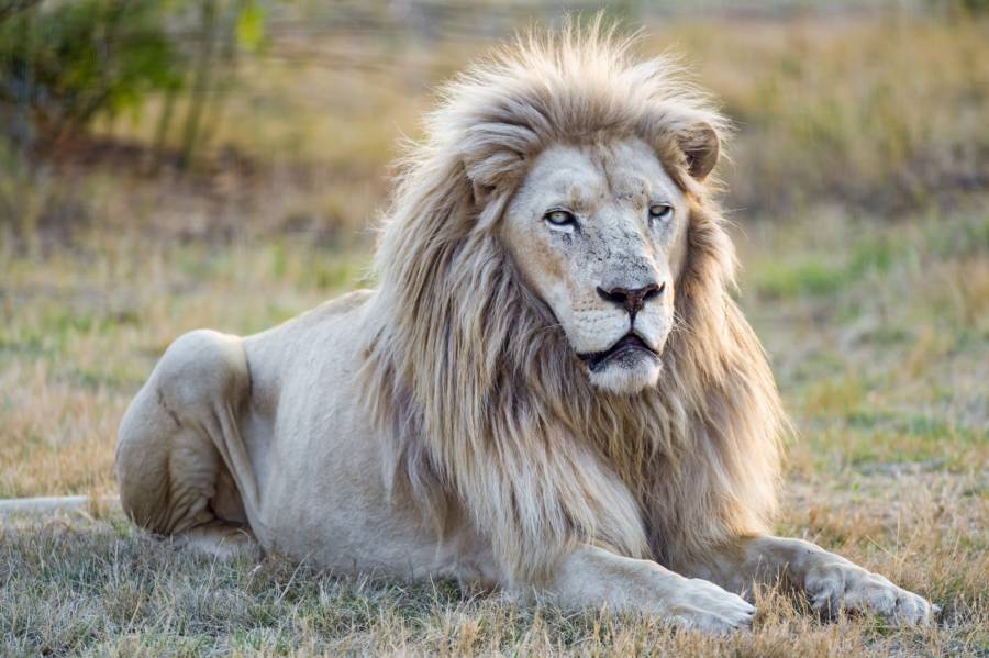 White-lion