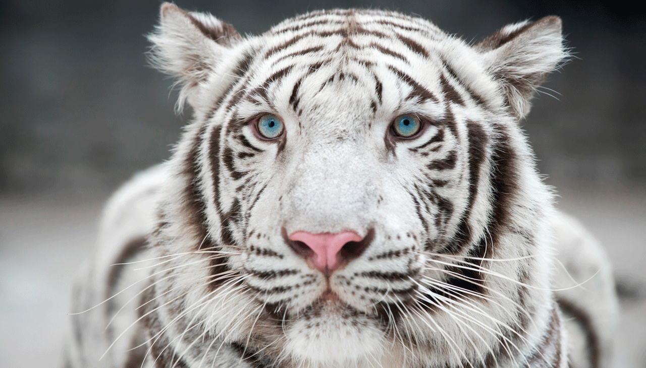 white-tiger